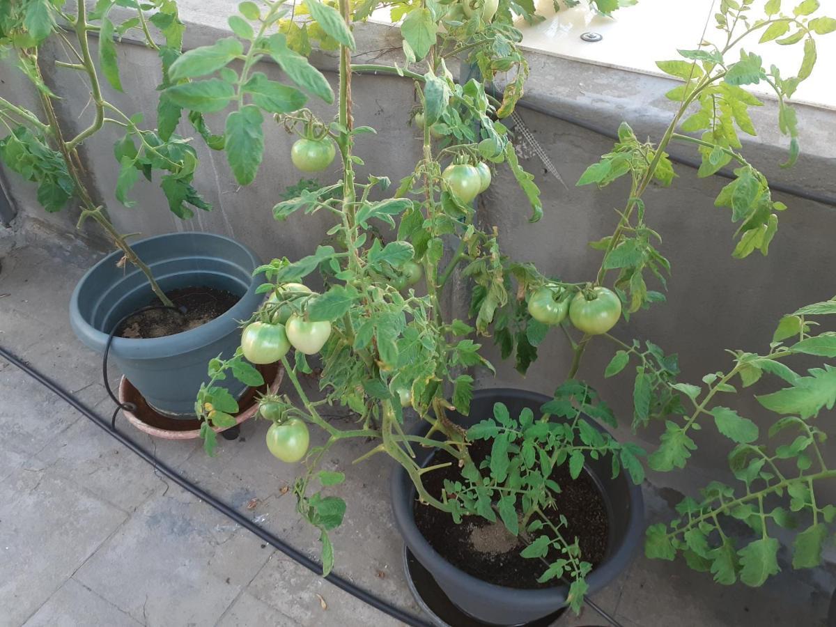 17 Flats And Roof Garden Apartment Athens Luaran gambar