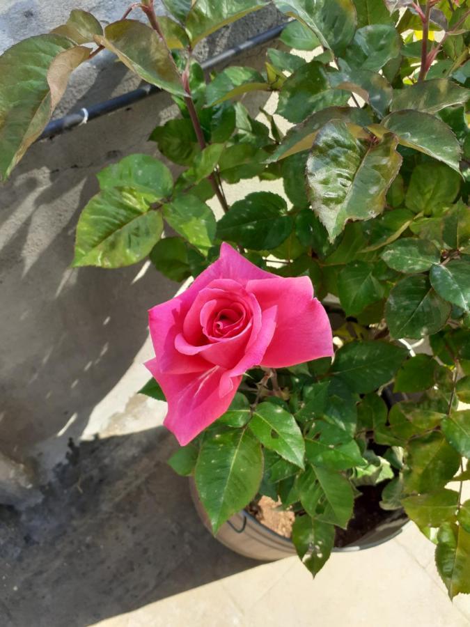 17 Flats And Roof Garden Apartment Athens Luaran gambar