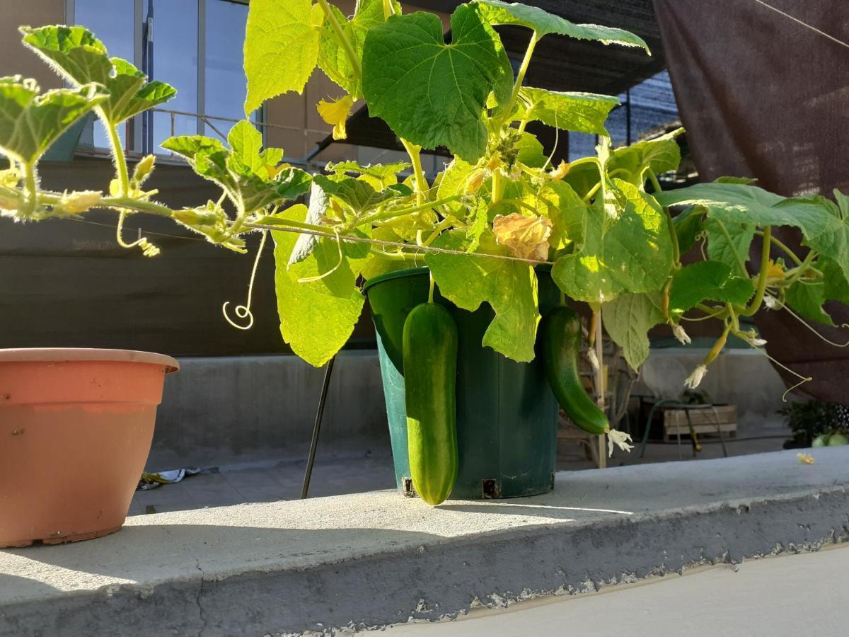 17 Flats And Roof Garden Apartment Athens Luaran gambar