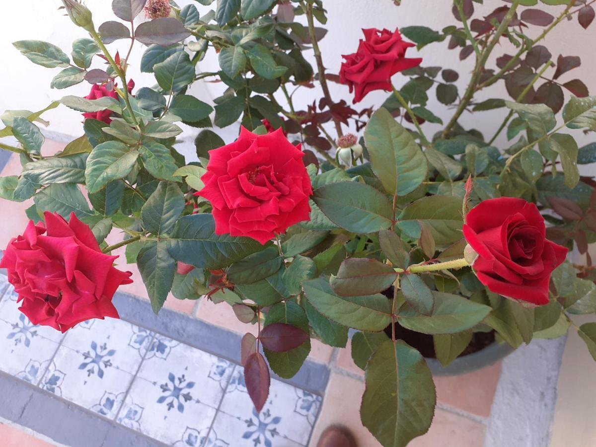 17 Flats And Roof Garden Apartment Athens Luaran gambar